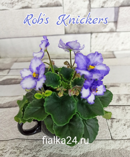 Rob's Knickers (Robinson)