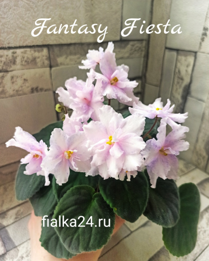 Fantasy Fiesta (J.Eyerdom)