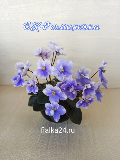 СК-Осьминожка