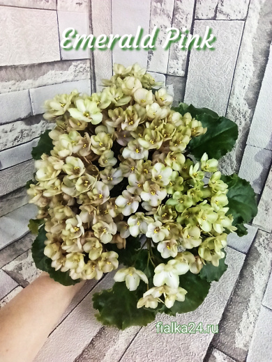 Emerald Pink (LLG/Sorano)