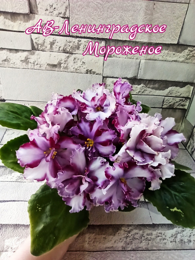 АВ-Ленинградское Мороженное