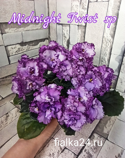 Midnight Twist sport (Sorano)