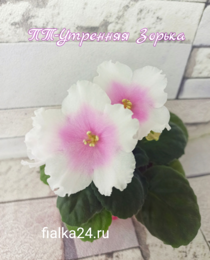 ПТ-Утренняя Зорька