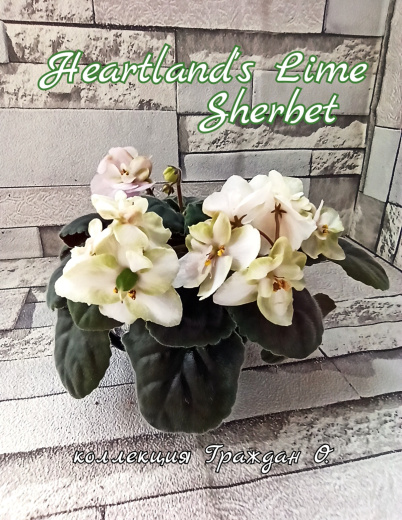 Heartland’s Lime Sherbet (D.Martens)