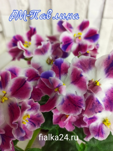 РМ-Павлина