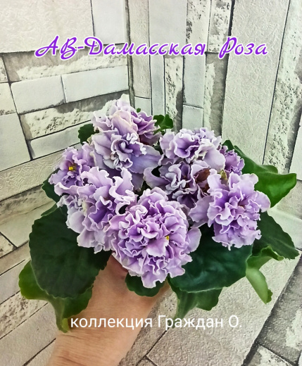АВ-Дамасская Роза