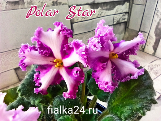 Polar Star (Japanese)