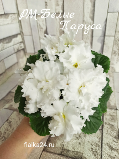 РМ-Белые Паруса