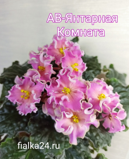 АВ-Янтарная Комната