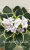 Ma's Butterfly Garden (Robinson)