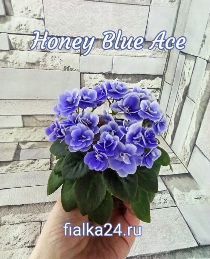 Honey Blue Ace (Pittman)