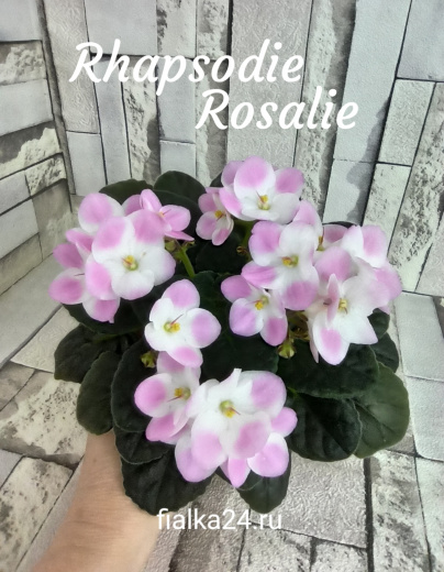 Optimara Rhapsodie Rosaliе (Holtkamp)
