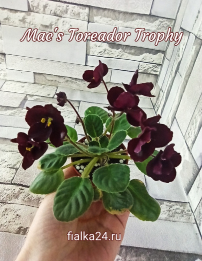 Mac's Toreador Trophy (McDonald)