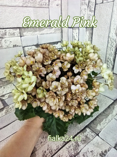 Emerald Pink (LLG/Sorano)