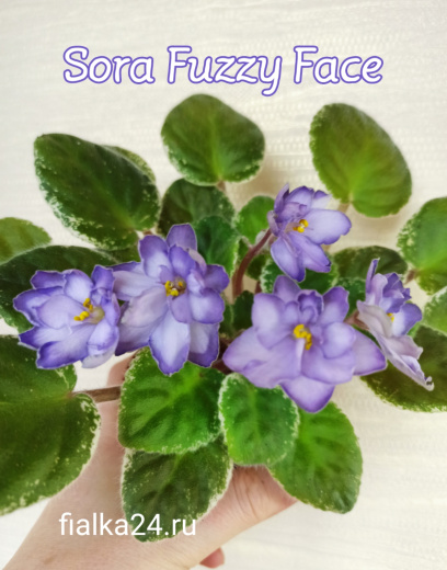 Sora Fuzzy Face (Werness/Bann)