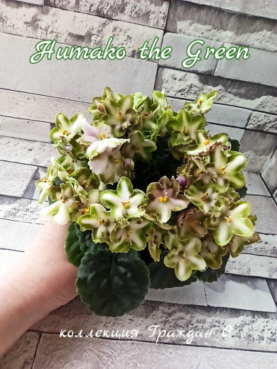 Humako The Green (Humako)