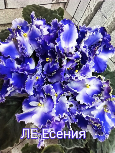 ЛЕ-Есения
