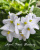 Tina's April Fantasy (Elfstrom)