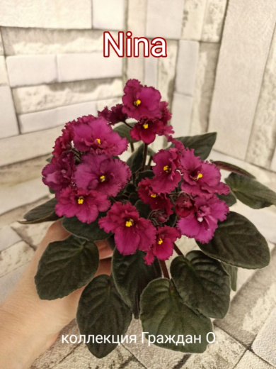 Nina (неизвест)