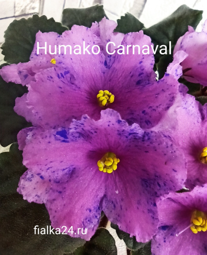 Humako Carnaval (Humako)