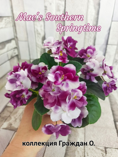 Mac’s Southern Springtime (McDonald)