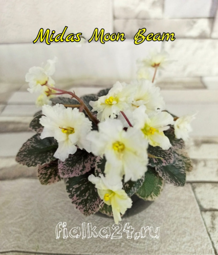 Midas Moon Beam (Pittman)