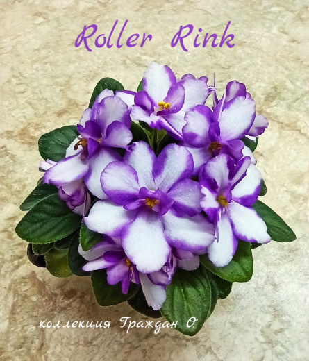Roller Rink (C.Thomson)