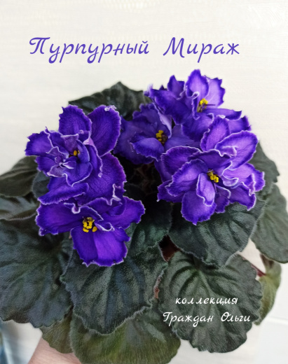 СМ-Пурпурный Мираж