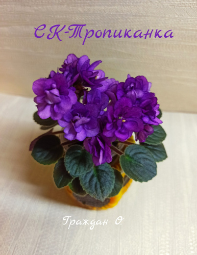 СК-Тропиканка