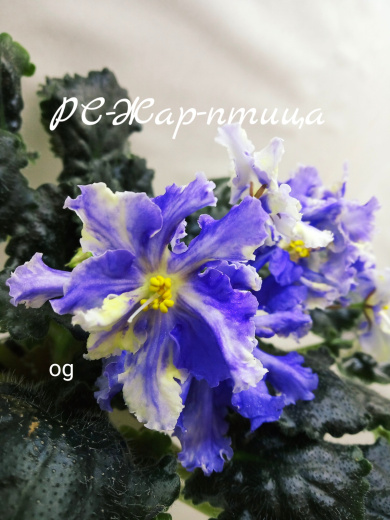 РС-Жар-птица