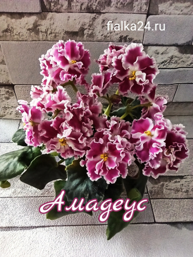 Амадеус