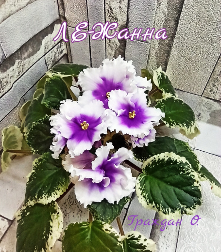 ЛЕ-Жанна