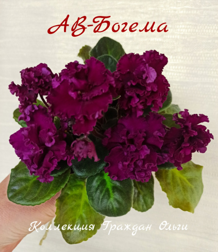АВ-Богема
