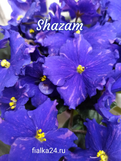 Shazam (Sorano)
