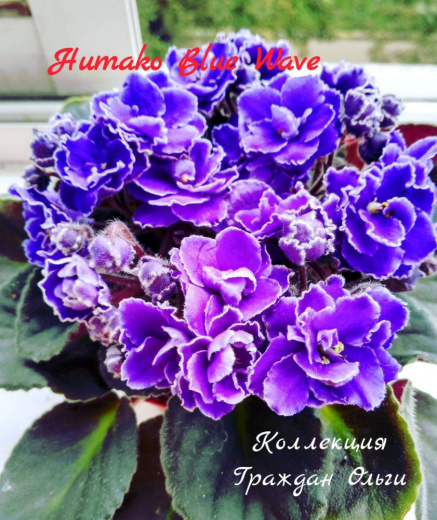Humako Blue Wave (Humako)