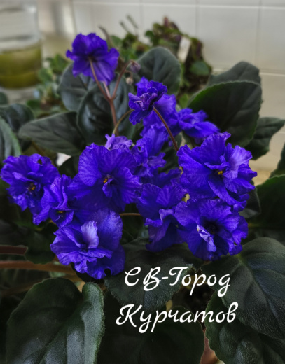 СВ-Город Курчатов