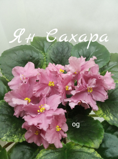 Ян-Сахара