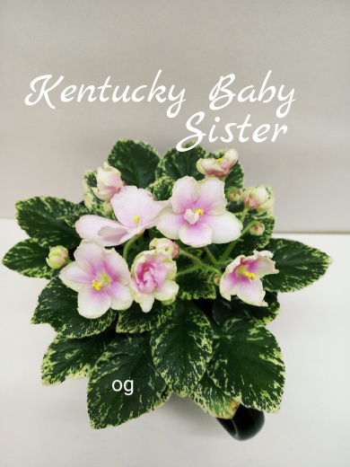 Kentucky Baby Sister (Rollins)