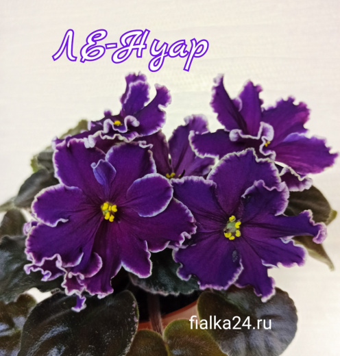 ЛЕ-Нуар