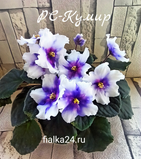 РС-Кумир