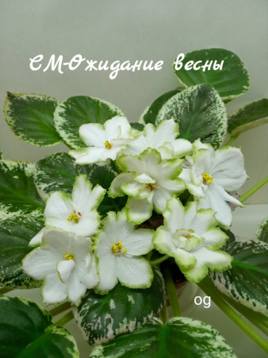 Ожидание весны