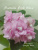 Humako Pink Wave (Humako)