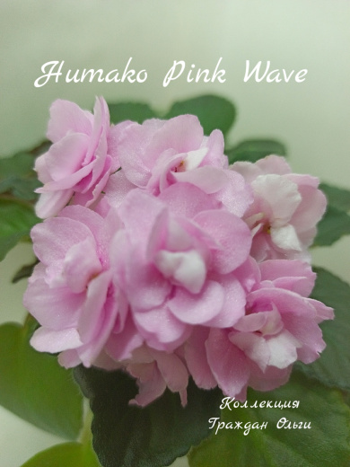 Humako Pink Wave (Humako)