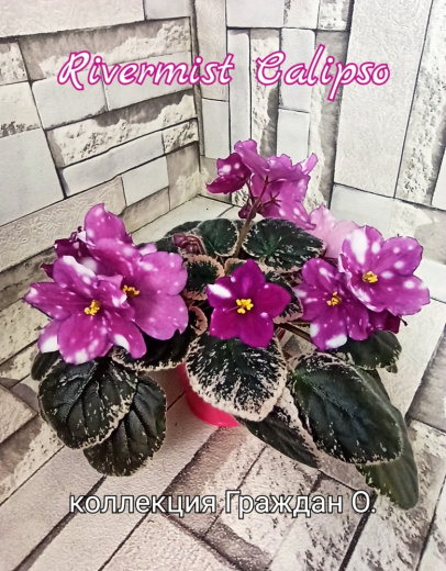 Rivermist Calypso (J.Baker)