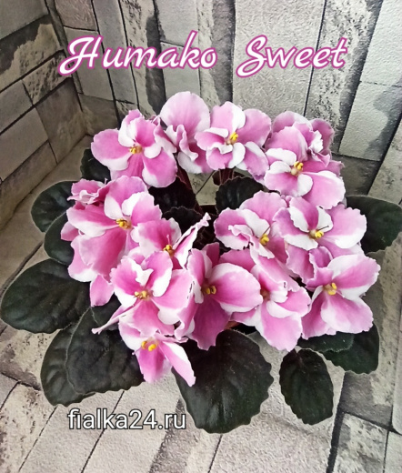 Humako Sweet