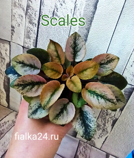 Scales