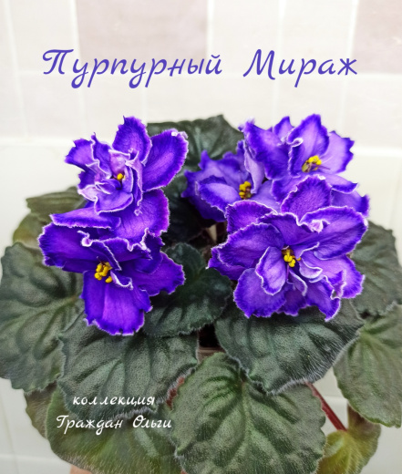 СМ-Пурпурный Мираж