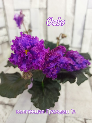 Ozio (Foster B.)