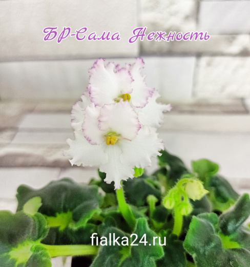 БР-Сама Нежность