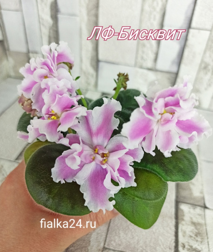 ЛФ-Бисквит